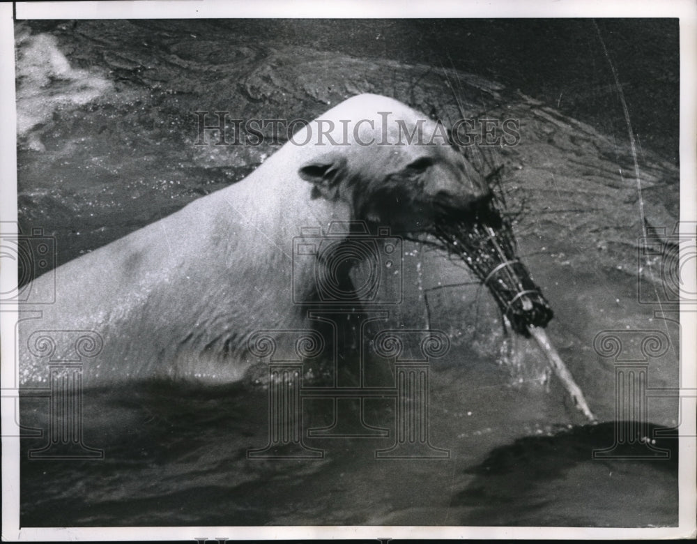 1955 Press Photo London England polar bear has a swim in pool at the zoo - Historic Images