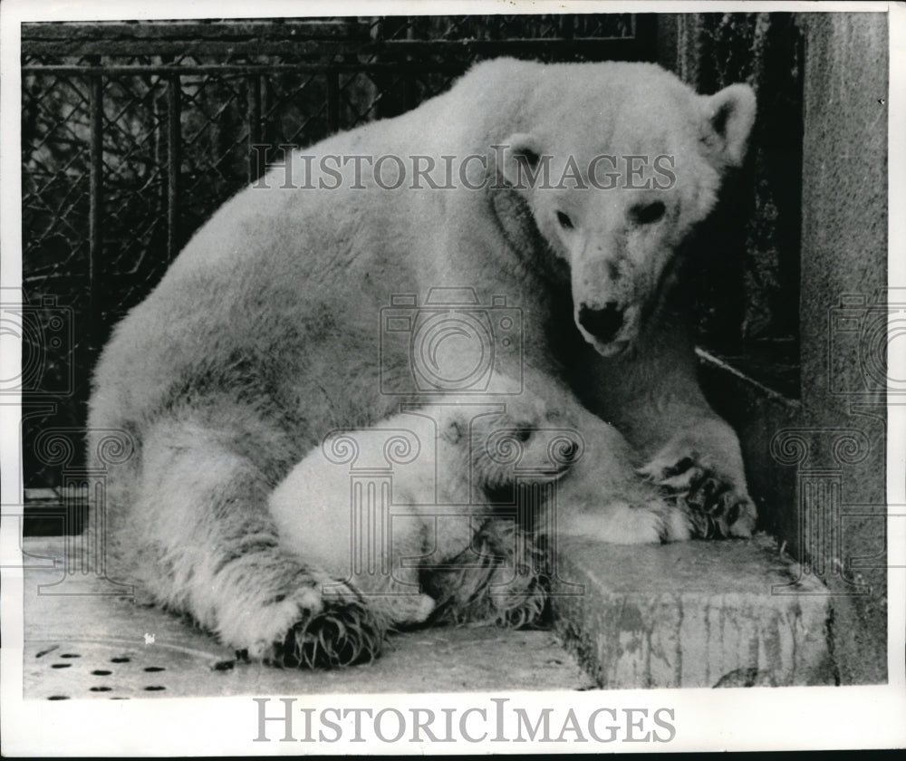 1965 Press Photo Detroit Zoological Park Polar Bear Baby Makes Debut - Historic Images