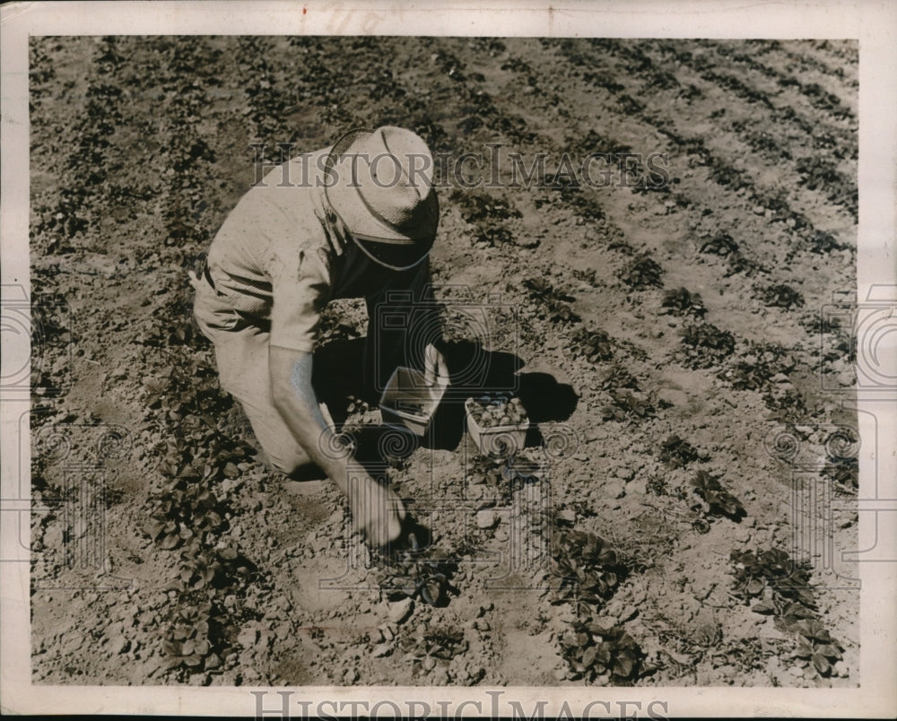 1939 Press Photo Florida&#39;s strawberry farm at back yard reaps success - Historic Images