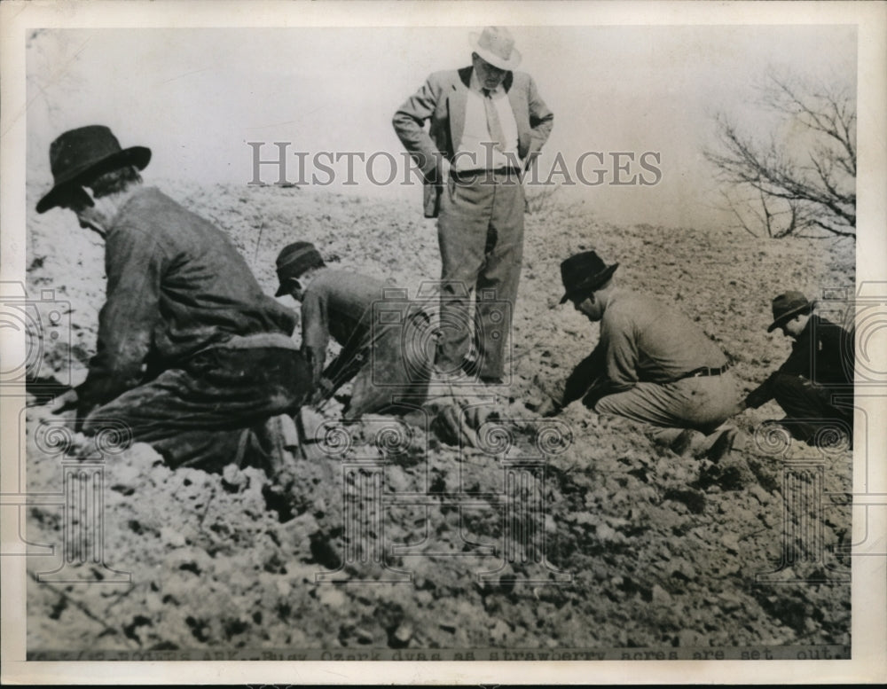 1946 Press Photo At Christy strawberry farm invest money but yields more harvest - Historic Images