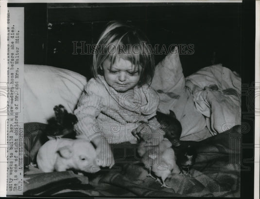 1952 Press Photo Daughter of Mr and Mrs Walter Edin playing with her piglets - Historic Images
