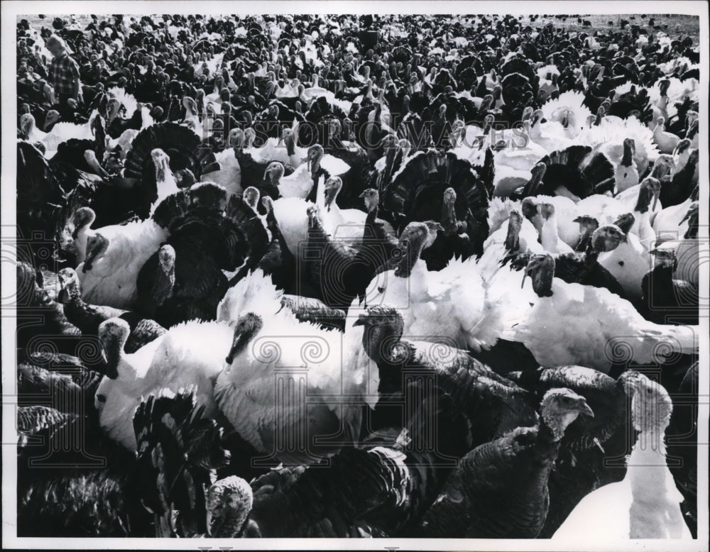 1960 Press Photo Rossville Kansas Vincent Zeller &amp; turkeys on dad&#39;s ranch - Historic Images