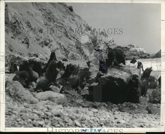 1937 Press Photo Santa Catalina Island, Clif seals on rocky coastline - Historic Images