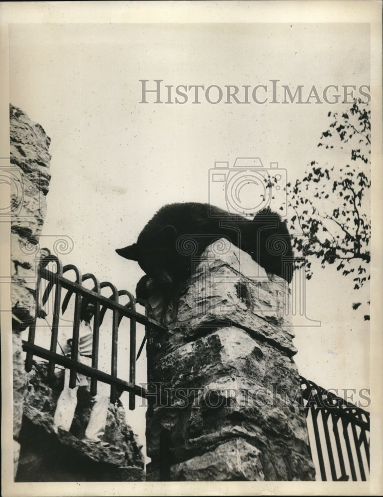 1934 Press Photo Bears resting on top of a post in Sunset park in Kansas - Historic Images