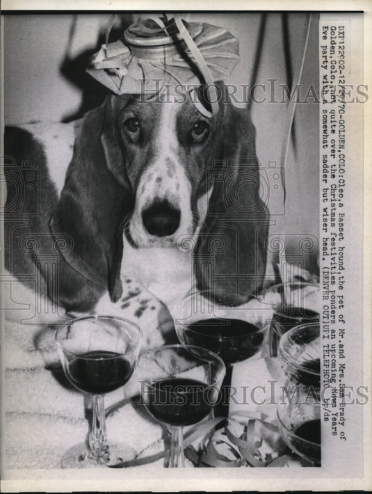 1970 Press Photo Mr. & Mrs. Brady's hound, Cleo ready to cheers this Christmas - Historic Images