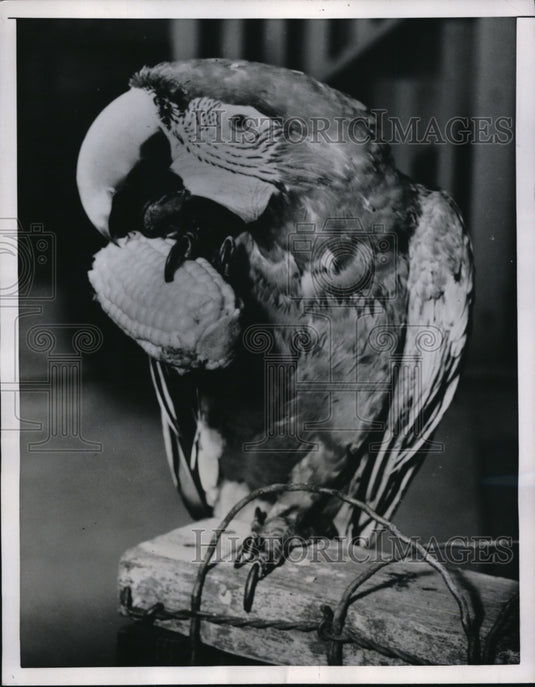 1952 Press Photo Chicago Royal scarlet macaw owned by Mrs C Ullrich - Historic Images