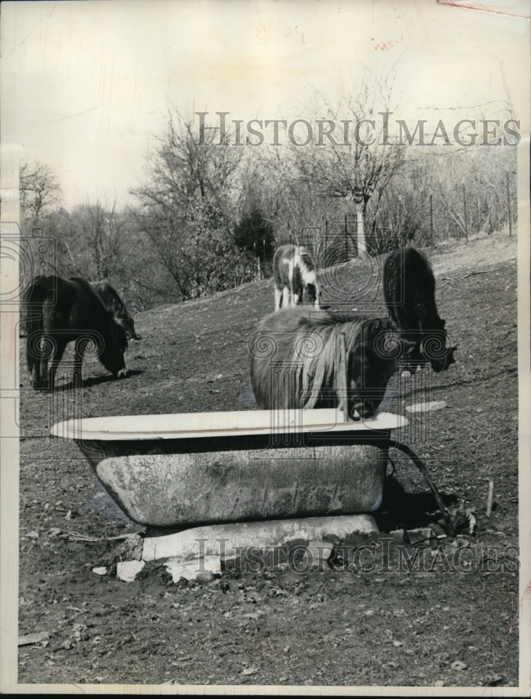 1952 Press Photo Ponies having their lunch at Leavenworth, Kansas - Historic Images