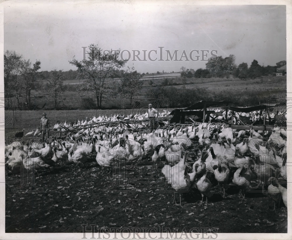 1946 Press Photo Akron, Ohio turkeys at farm of Ned &amp; garth Brocket - ned04994 - Historic Images