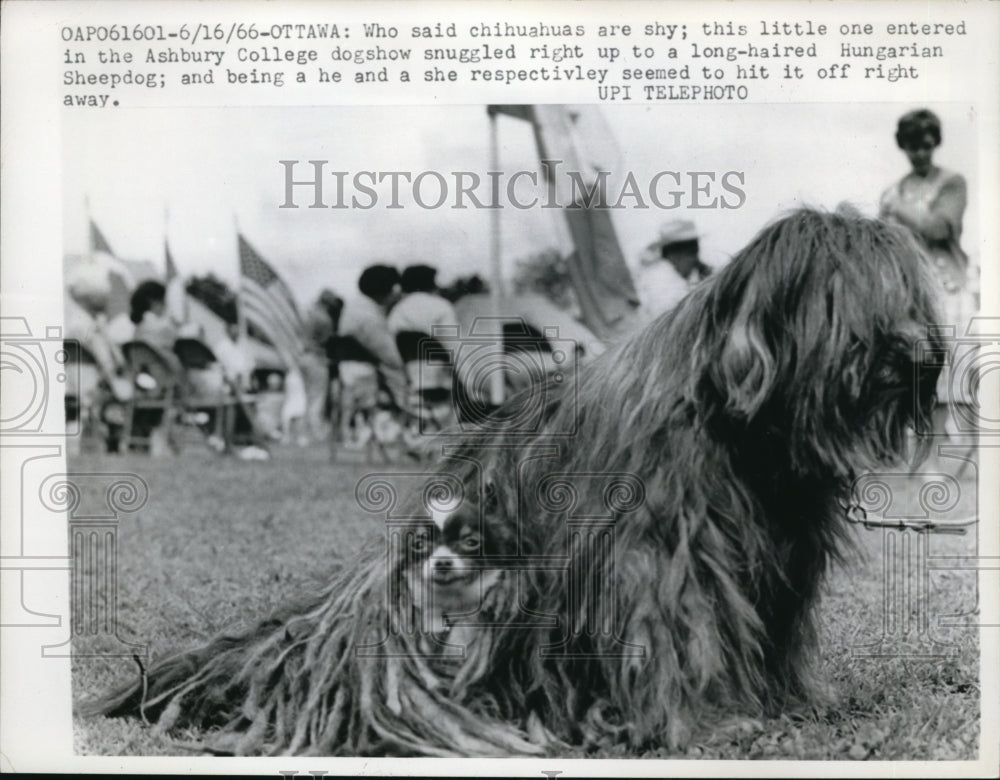 1966 Press Photo Ottawa Canada a chihuahua &amp; a Sheepdog at Ashbury dog show - Historic Images