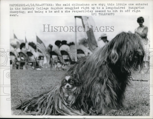 1966 Press Photo Ottawa Canada a chihuahua & a Sheepdog at Ashbury dog show - Historic Images