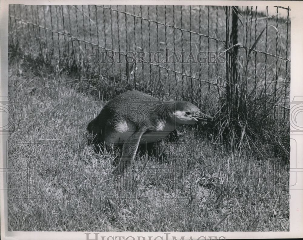 1956 Press Photo Penguin baby on land at Cleveland Zoo - ned05167 - Historic Images