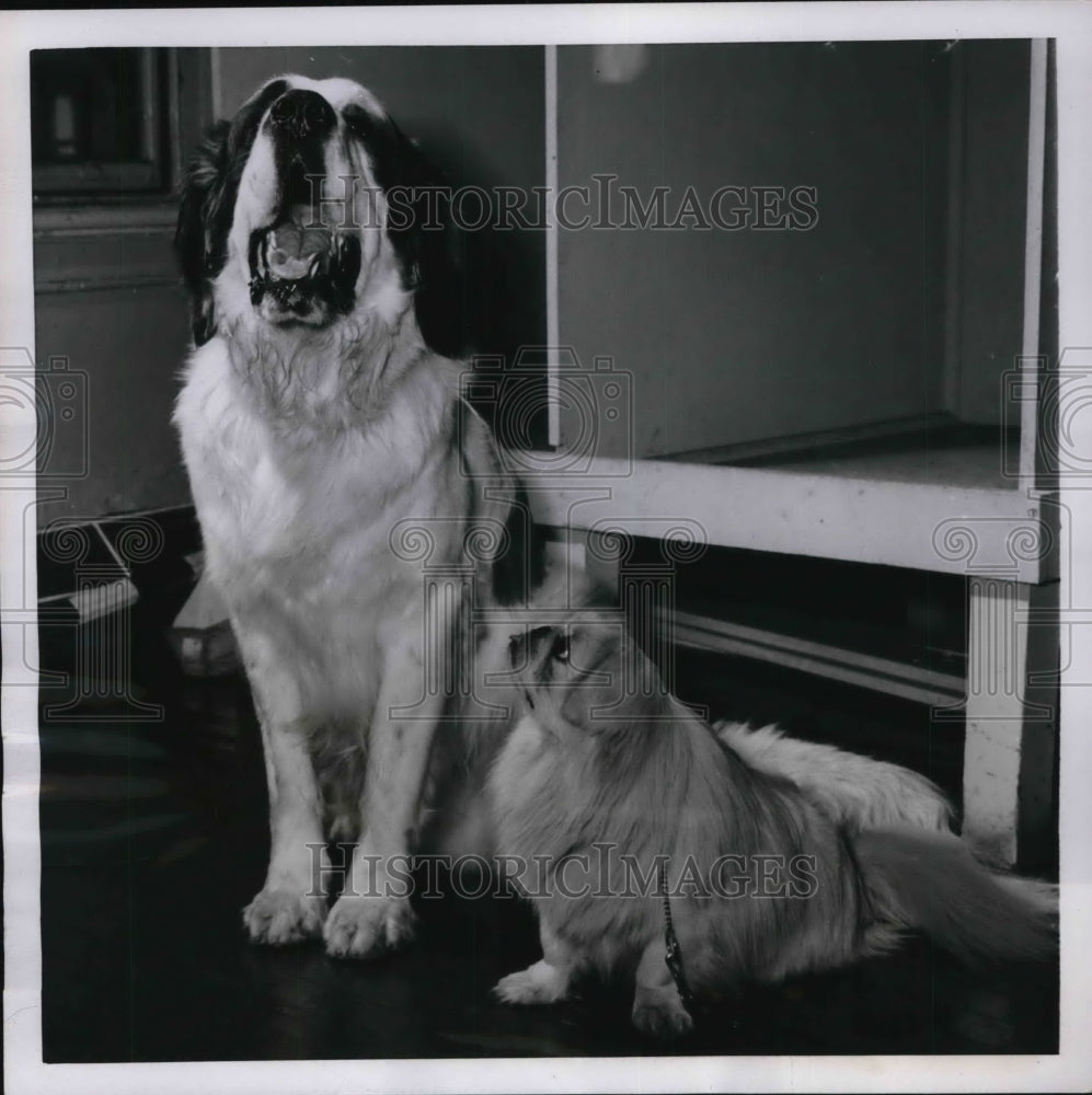 1952 Press Photo NYC Marc Anthony the St Bernard &amp; Gen Chang the Pekinese - Historic Images