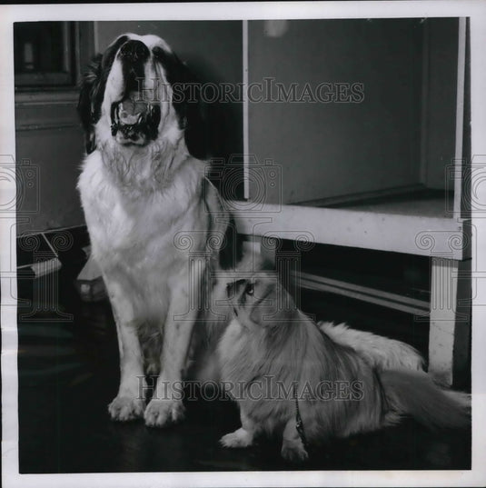1952 Press Photo NYC Marc Anthony the St Bernard & Gen Chang the Pekinese - Historic Images