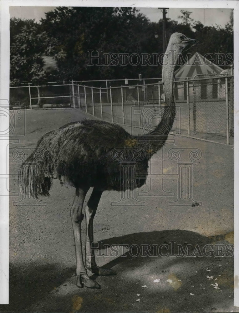 1941 Press Photo &quot;Lena&quot; the Ostrich. the large flightless birds. - Historic Images