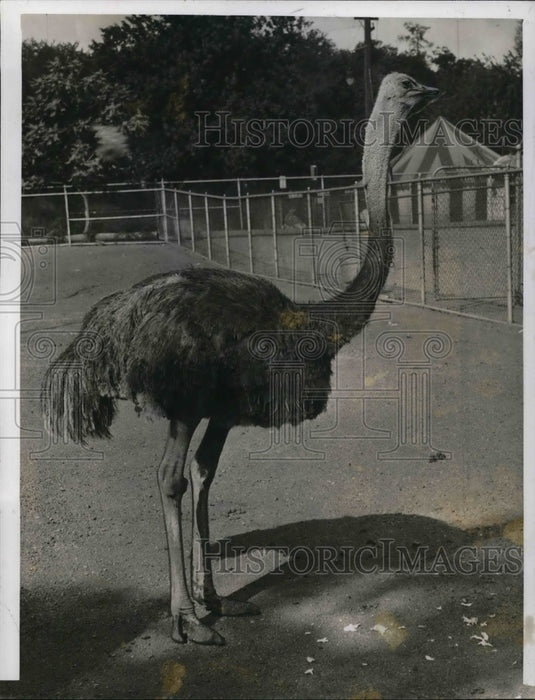 1941 Press Photo "Lena" the Ostrich. the large flightless birds. - Historic Images