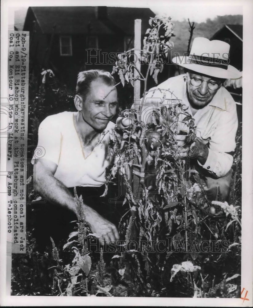 1949 Press Photo Orti and Eli Bishops harvest some tomatoes - Historic Images