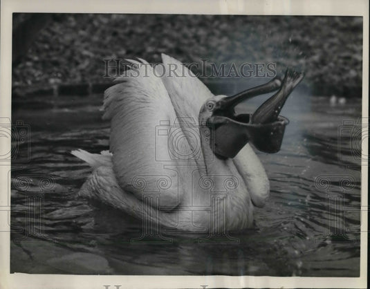 1961 Press Photo London a pelican eating a large fish - Historic Images