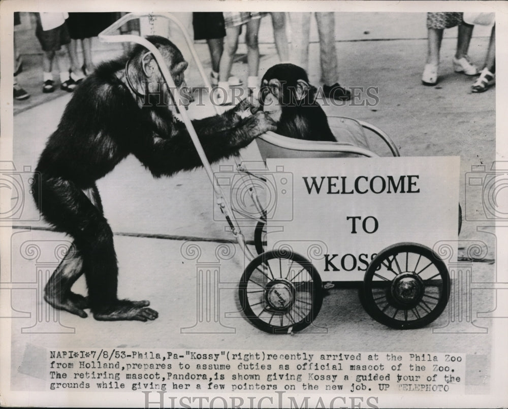 1953 Press Photo Philadelphia Pa, Zoo mascot Kossy(R) &amp; Pandora chimps - Historic Images