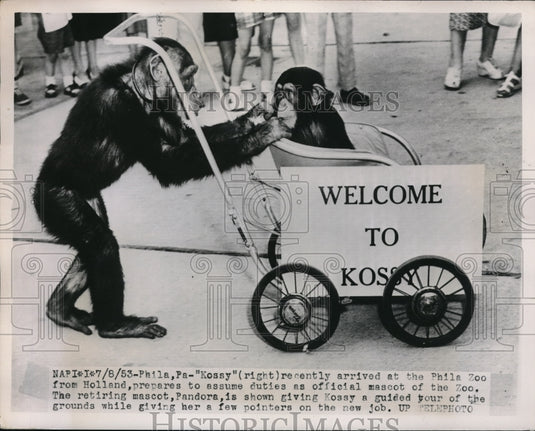 1953 Press Photo Philadelphia Pa, Zoo mascot Kossy(R) & Pandora chimps - Historic Images