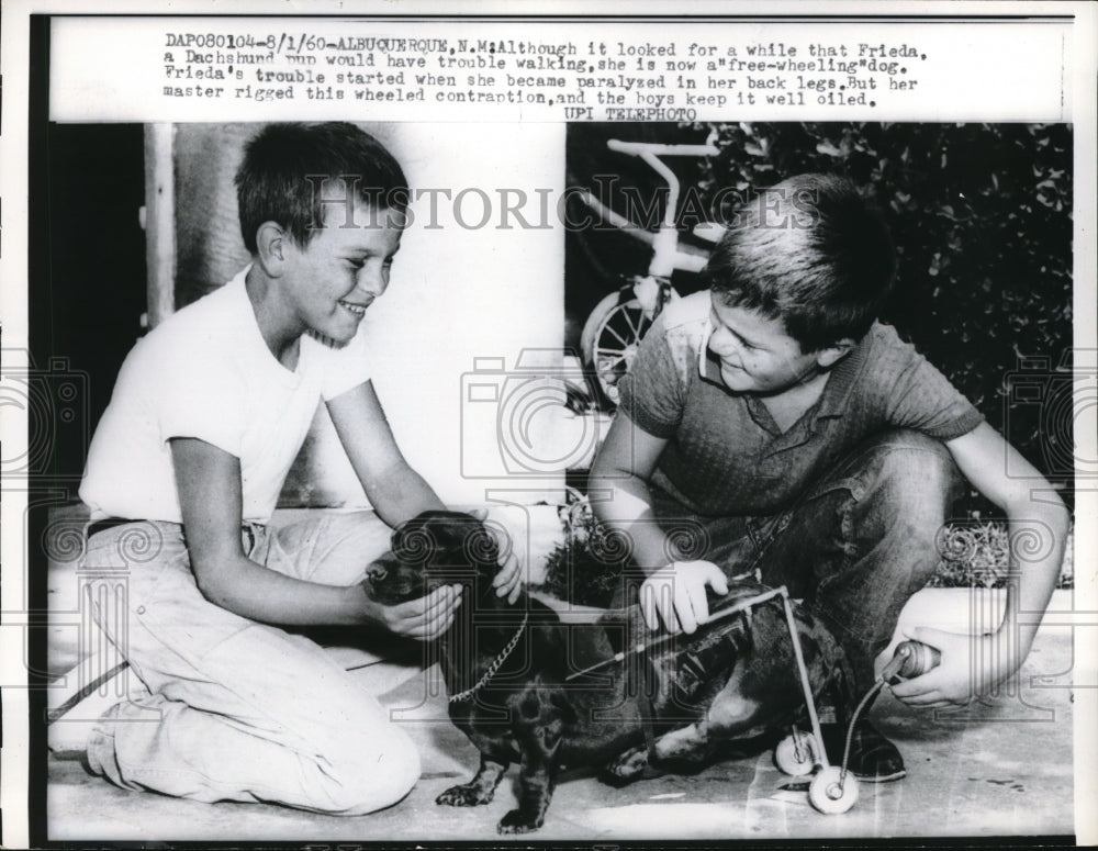 1960 Press Photo Frieda, a dachshund was having a trouble walking, now on wheels - Historic Images