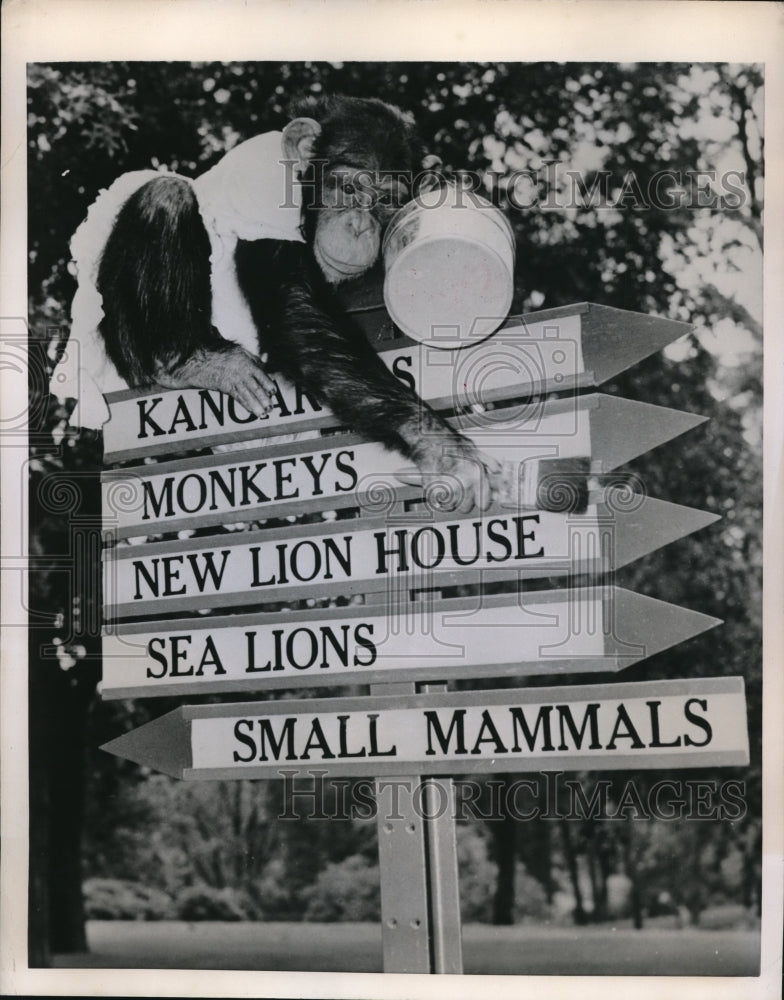 1952 Press Photo Pandora the chimp at Philadelphia Pa zoo - Historic Images