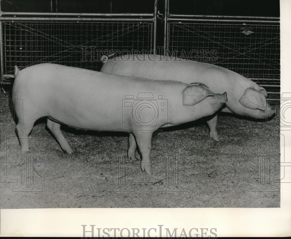 1958 Press Photo August-born Welab gilts won for best pen at Smithfield Show - Historic Images