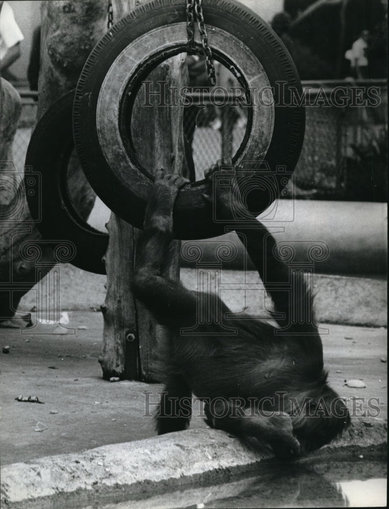 1966 Press Photo The Case of the Despondent Orangutan and a Favorite Occupation-Historic Images