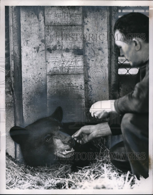 1954 Press Photo Goshen Ill Bob Williamson & his bear Teddy that he raised - Historic Images