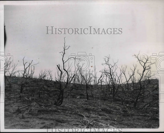 1938 Press Photo Santa Monica Hills Forest After Fire Ravages Foliage - Historic Images
