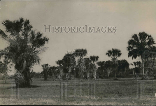 1920 Press Photo Palm trees in Raft Irrigation - Historic Images