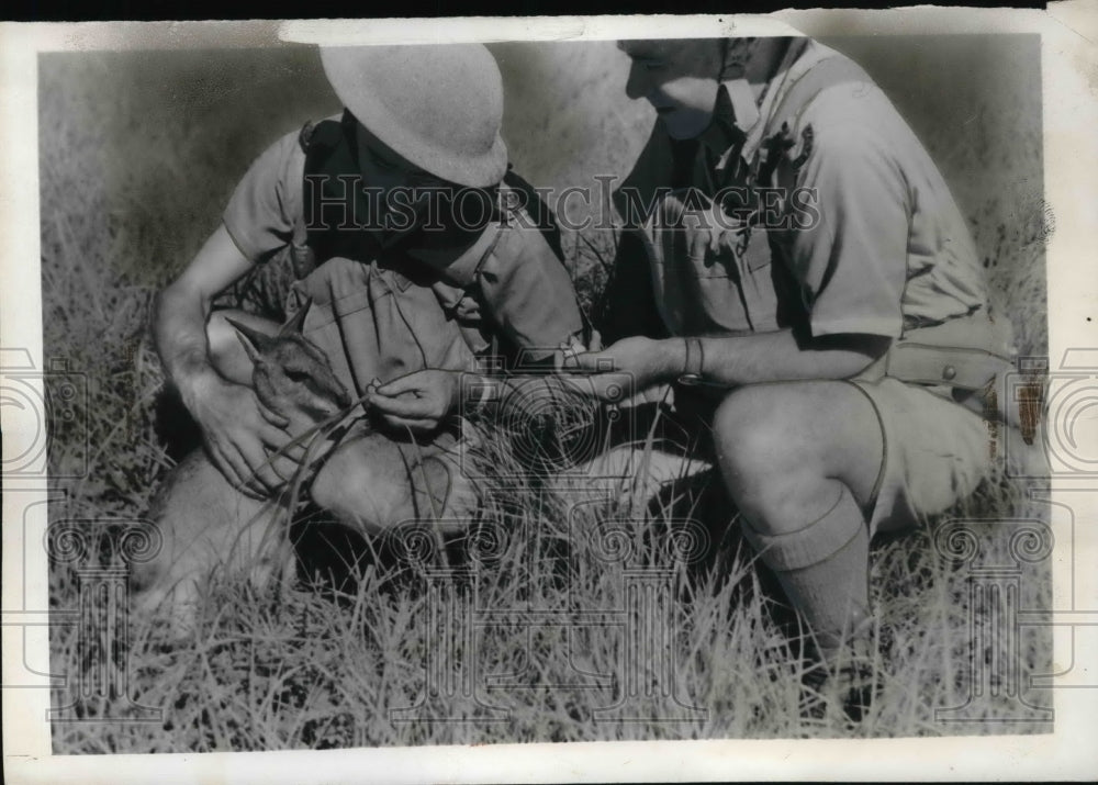 1942 Press Photo Australian Imperial Forces members with pet kangaroo - ned29711-Historic Images