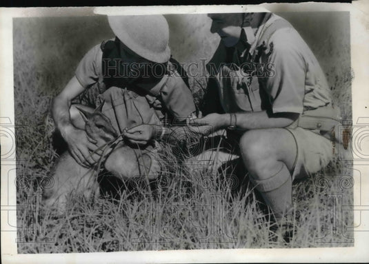 1942 Press Photo Australian Imperial Forces members with pet kangaroo - ned29711-Historic Images