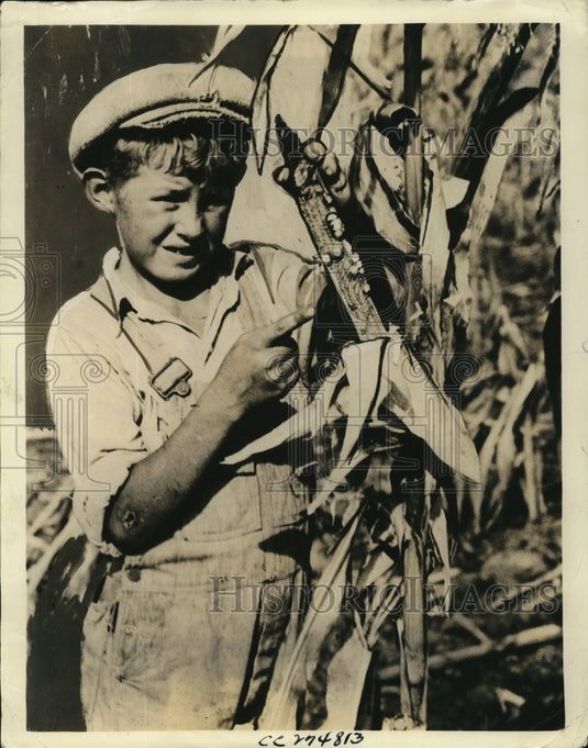 1934 Press Photo Drought corn grows few grains on ear. - Historic Images