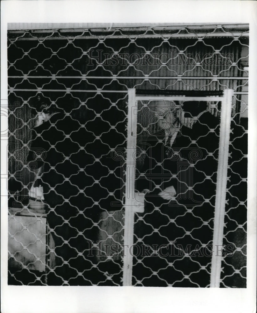 1971 Press Photo Arthur Irving Looks From Behind Half-Inch Thick Iron Grille-Historic Images