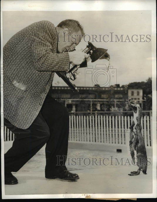 1957 Press Photo Humboldt penguin & photographer at NYC aquarium - Historic Images