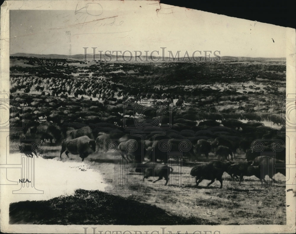 1924 Buffalo Herd-Historic Images