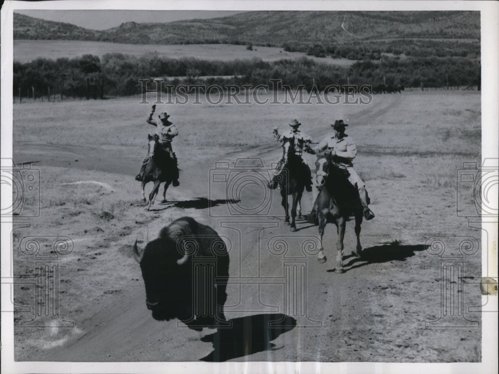 1956 Press Photo Modern cowboys ride hard to follow a bison-Historic Images