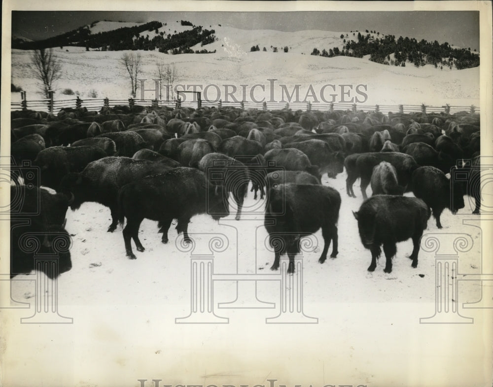 1936 Press Photo Yellowstone herd after they have been rounded up and trapped - Historic Images