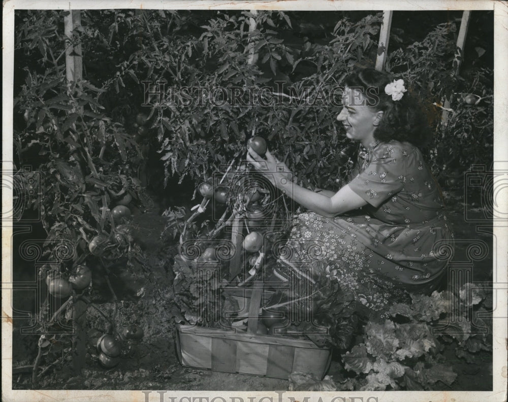 1945 Press Photo Mrs. Max Sheriger picks some tomatoes from garden-Historic Images