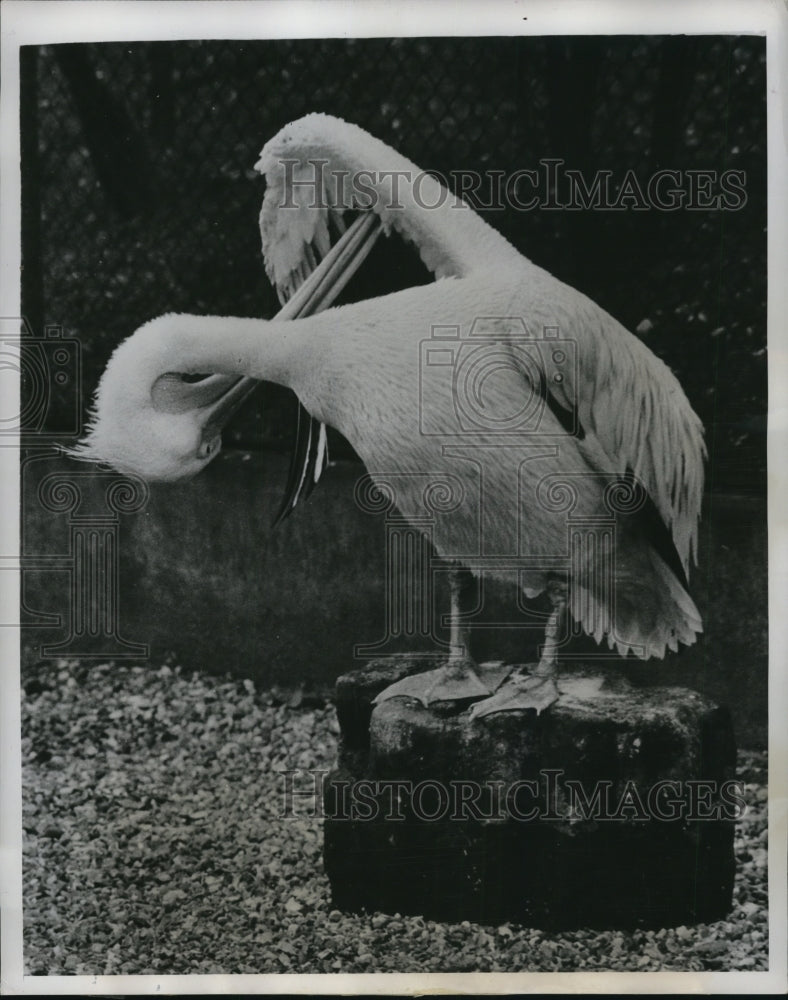 1948 Press Photo Percy, the Pelican, at London Zoo - Historic Images