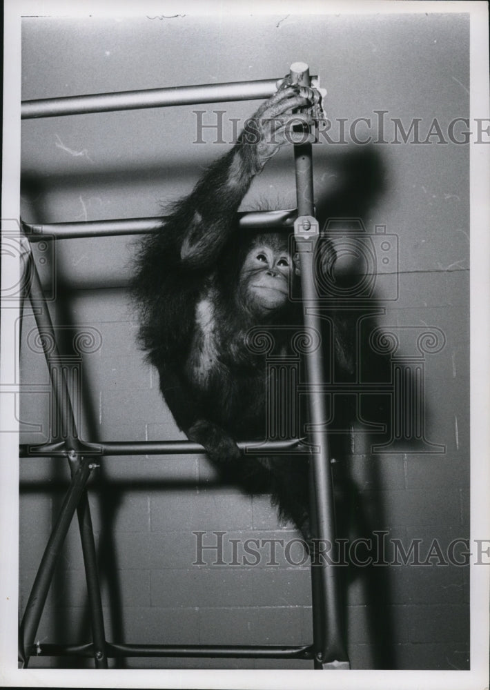 1964 Press Photo Gigi the Orangutan-Historic Images