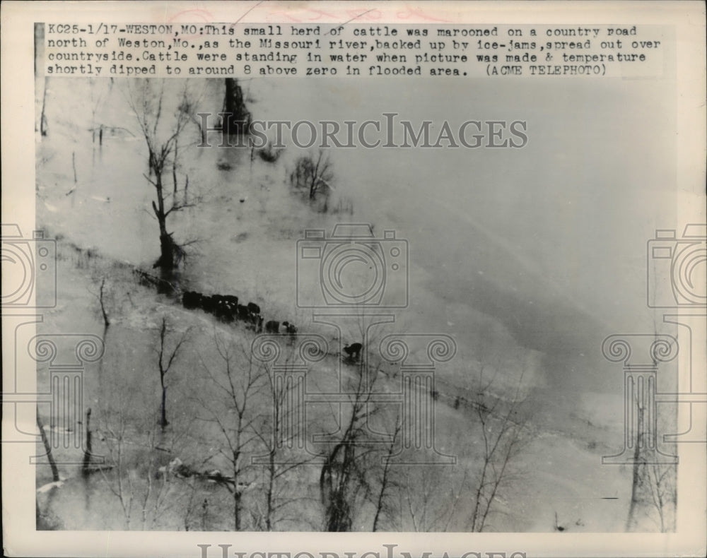 1949 Press Photo Small hers of cattle marooned on a country road - Historic Images