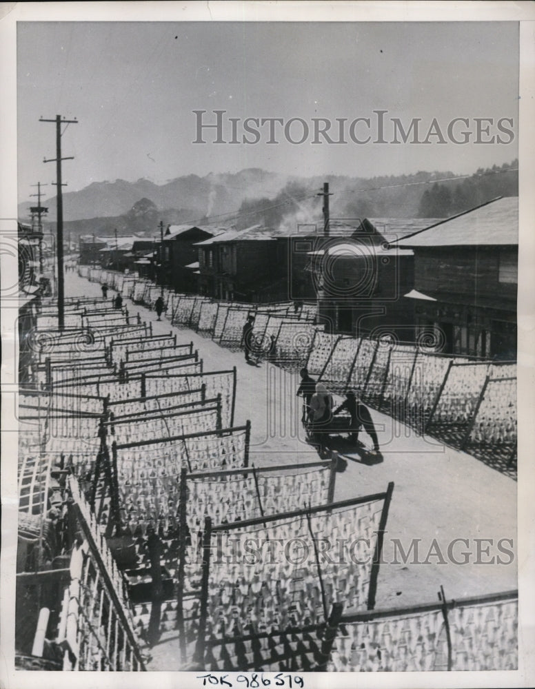 1951 Press Photo Miyako Japan record catch of cuttlefish hanging out to dry - Historic Images