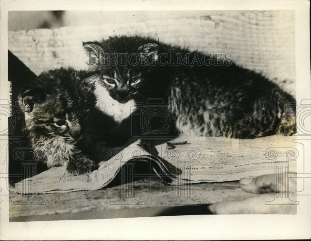 1926 Press Photo Wild cat kittens play with a newspaper - Historic Images
