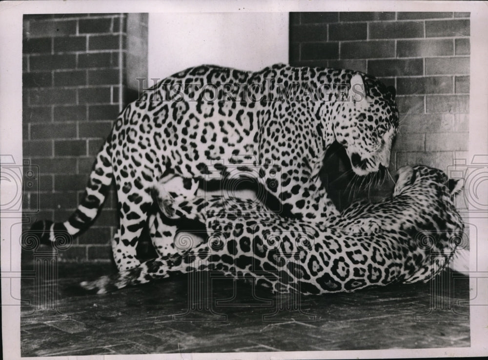 1937 Press Photo London Zoo two new jaguars rough house in their enclosure - Historic Images