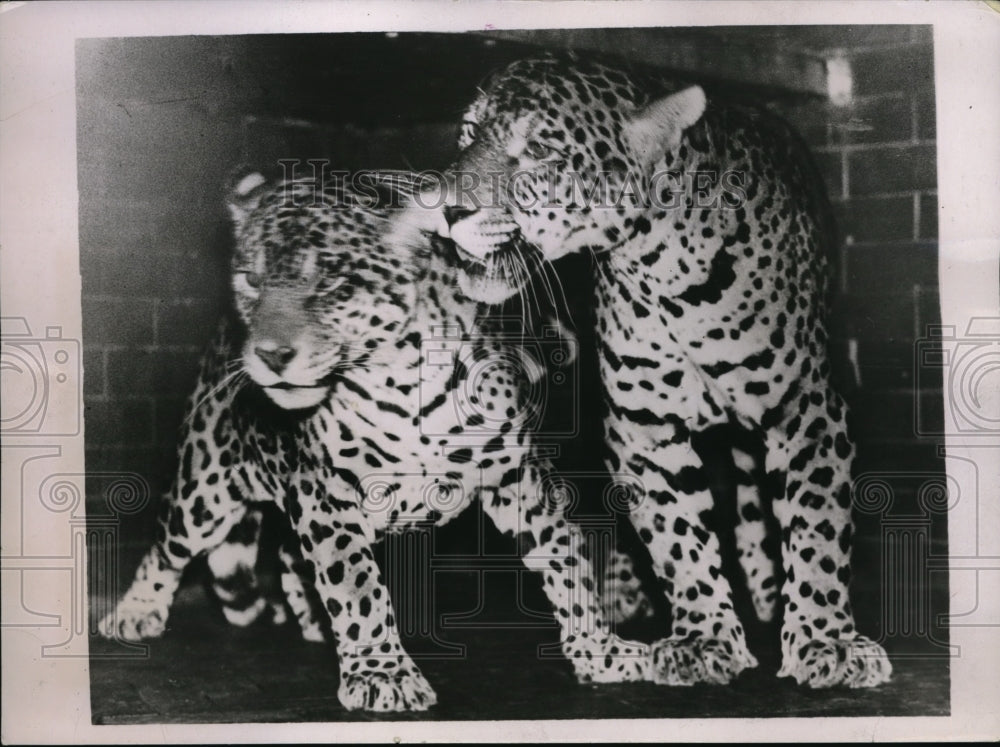 1937 Press Photo 2 Jaguars Imported to London from South America - Historic Images