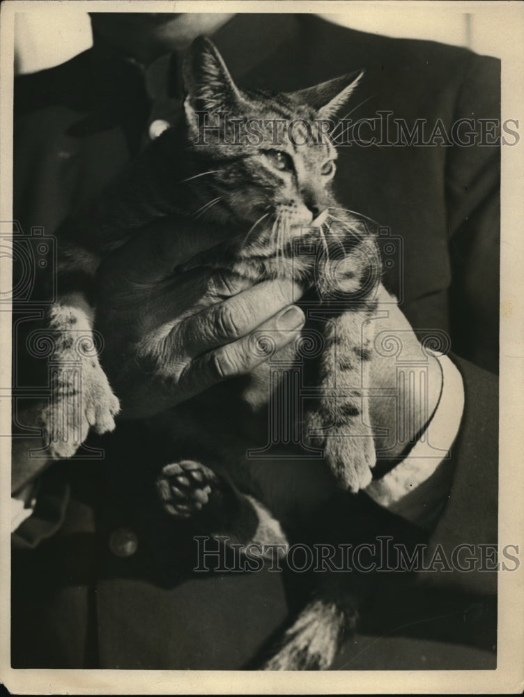 1926 Press Photo Cats - Historic Images