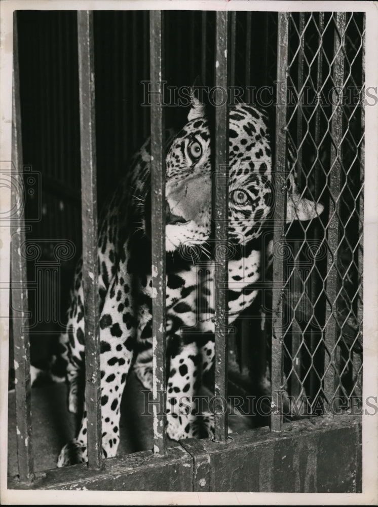 1952 Press Photo A cheetah in it&#39;s cage - Historic Images