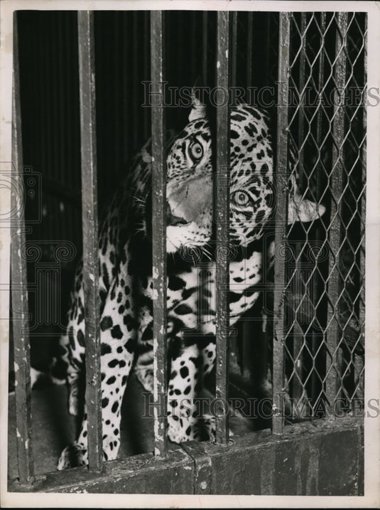 1952 Press Photo A cheetah in it's cage - Historic Images