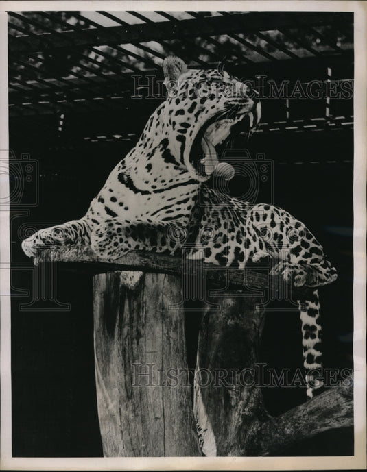 1939 Press Photo A Brazilian Jaguar at the Washington D. C. Zoo - Historic Images